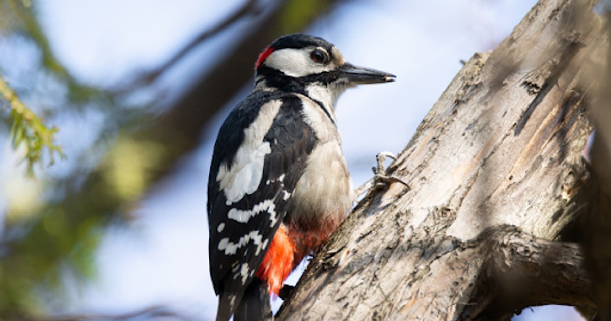 Choosing The Right Woodpecker Resistant Siding Allura Usa Choosing The Right Woodpecker Resistant Siding Allura Usa